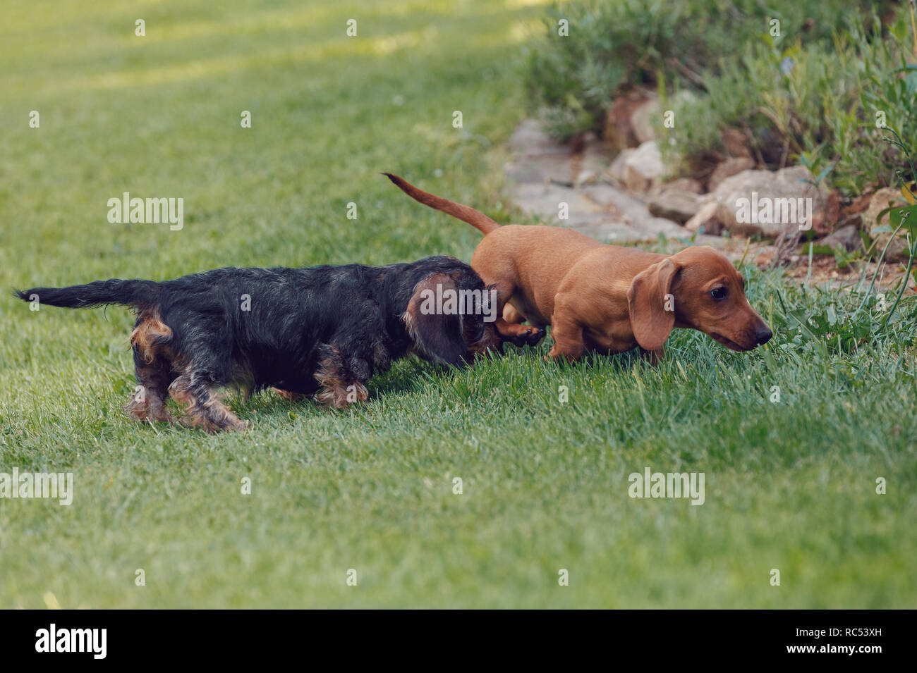 cute female of brown dwarf dachshund, purebred breeding dog playing