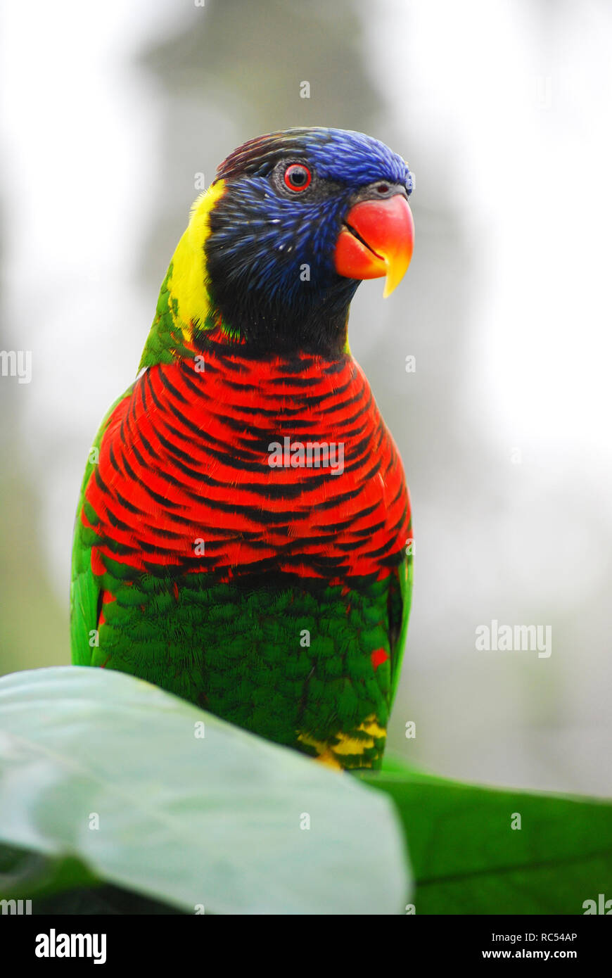 Rainbow Lorikeet, Trichoglossus moluccanus, Jurong Bird Park, Singapore