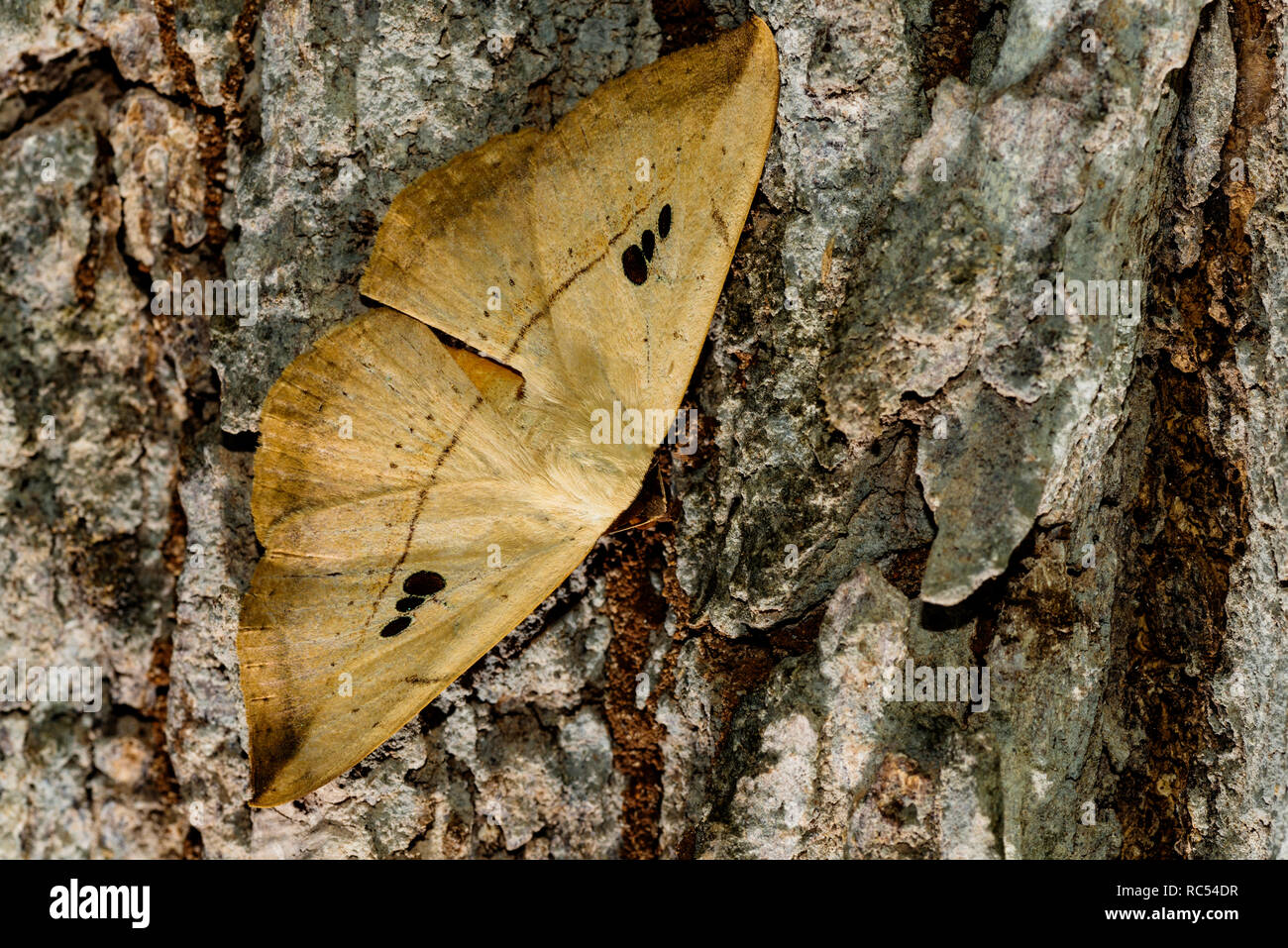 Hooktip moth, Drepanidae, Yeoor, Thane, Maharashtra, India Stock Photo