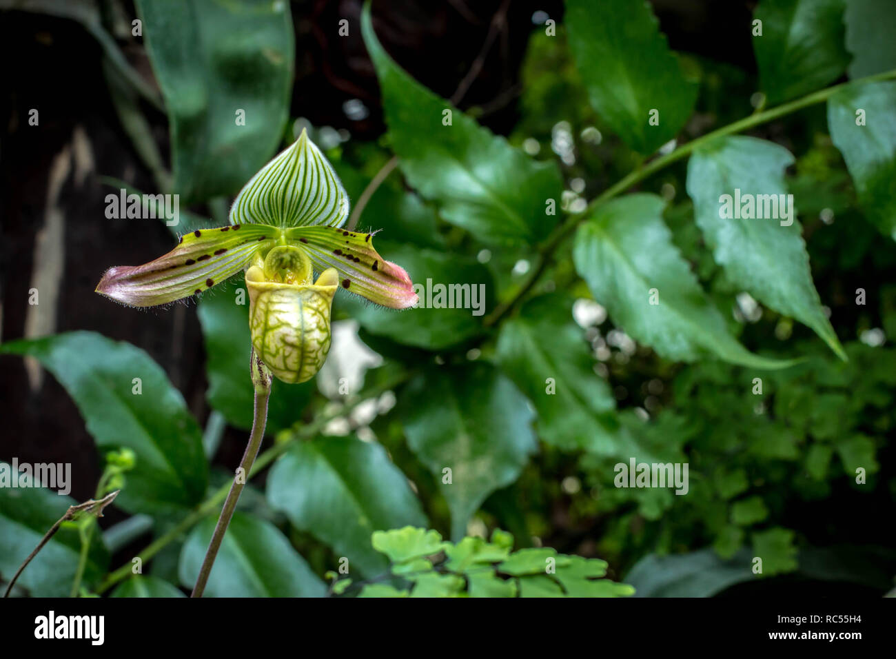 Single flower of Paphiopedilum venustum in the botanical garden Stock Photo