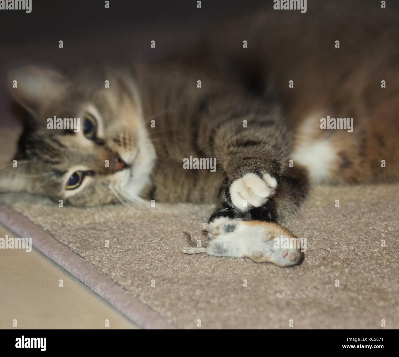 Funny beautiful cat playing with a mouse. Selective focus. Focus on the mouse Stock Photo