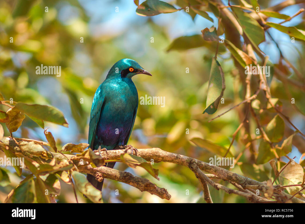 Cape starling on a tree in Kruger National Park, South Africa. Red-shouldered glossy-starling or Cape glossy starling. Lamprotornis nitens species. Stock Photo