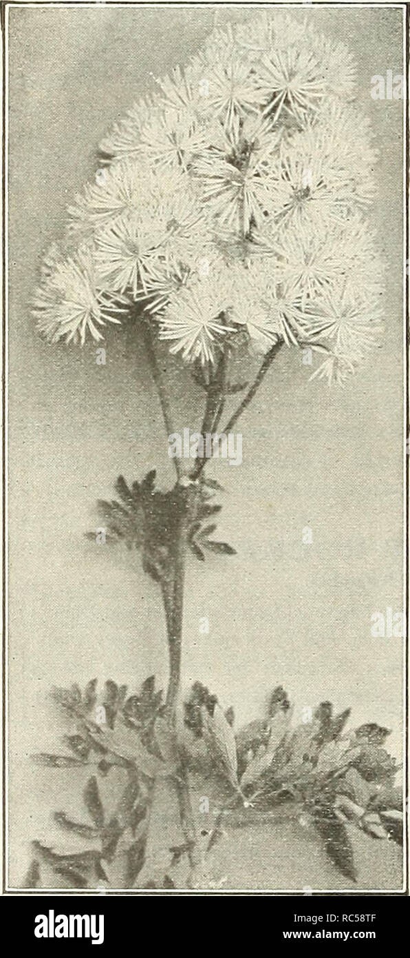 . Dreer's mid-summer list 1922. Flowers Seeds Catalogs; Vegetables Seeds Catalogs; Nurseries (Horticulture) Catalogs; Gardening Equipment and supplies Catalogs. Double and Single Sweet William. Thalictrum (Meadow Eue) TRITOMA (Red-hot Poker, Flame Flower, or Torch Lily) pebpkt. 4330 Hybrida. The introduction of new, continuous flowering Tritomas has given them a prominent place among hardy bedding plants. The seed we offer has been saved from a fine collection. 2 pkts., 25 cts 15 TUNICA 4335 Saxifraga. A neat, tufted hardy perennial plant, growing but a few inches high, and bearing throughout  Stock Photo