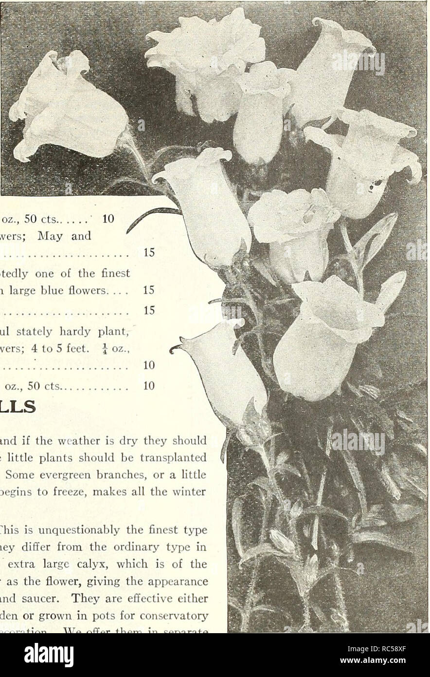 . Dreer's mid-summer list 1922. Flowers Seeds Catalogs; Vegetables Seeds Catalogs; Nurseries (Horticulture) Catalogs; Gardening Equipment and supplies Catalogs. Cup and Saucer and Single Canterbury Bells Campanula Pyramidalis PER PKT 17.^6 Rose Pink. Delicate rosy-pink 15 173^ Blue. A fine clear shade 15 1738 White. Pure white 15 1740 Finest Mixed. J oz., 75 cts lo 1734 Double-flowering Cup and Saucer. A new race from a celebrated French hybridizer; contains all colors 25 Medium {.Single Canter- bury Bells). The old-fashioned sort with beautiful, large bell-shaped blossoms. We ofl'er four dist Stock Photo