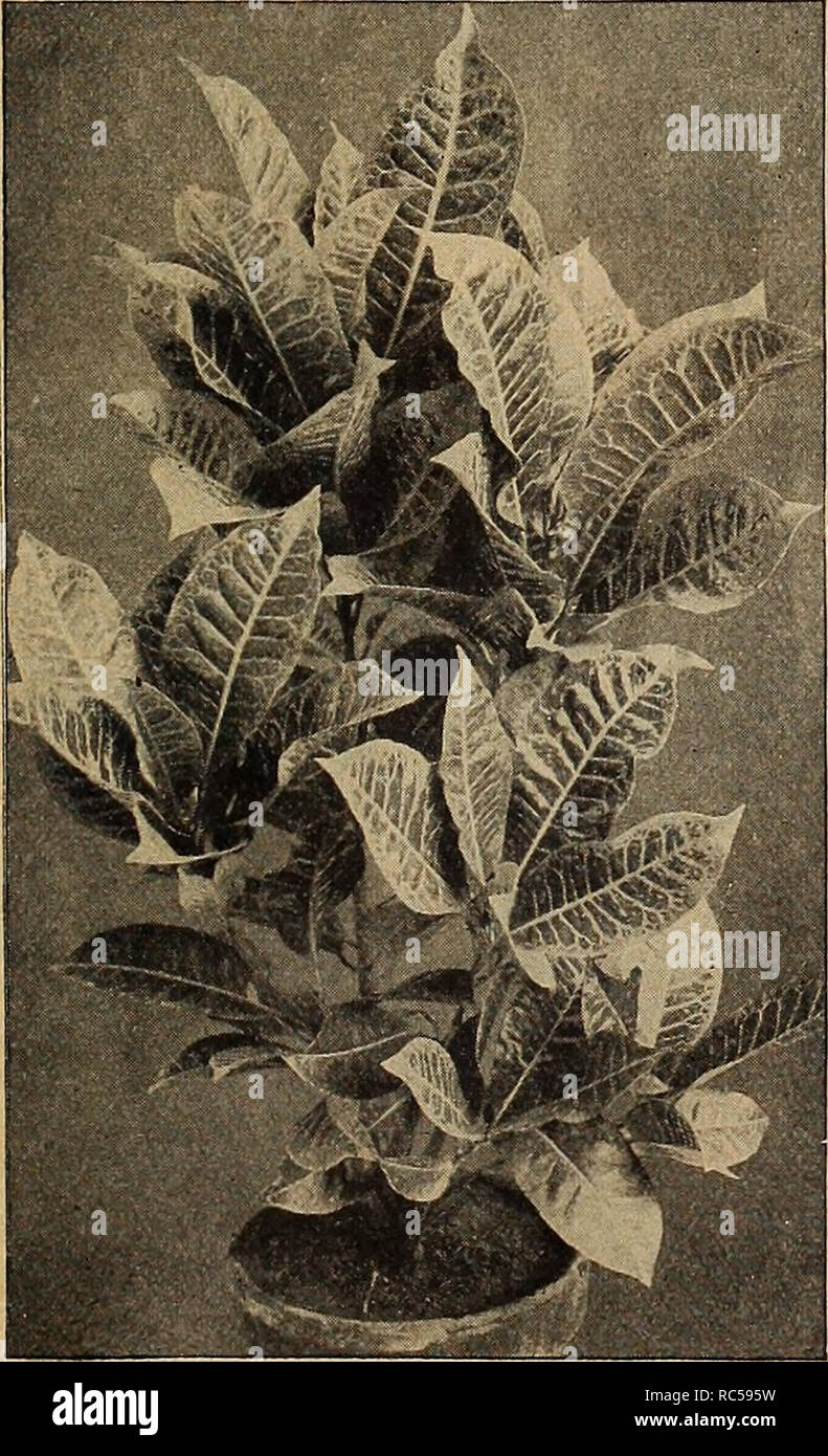 . Dreer's mid-summer list 1919. Flowers Seeds Catalogs; Fruit Seeds Catalogs; Vegetables Seeds Catalogs; Nurseries (Horticulture) Catalogs; Gardening Equipment and supplies Catalogs. Abelia Chinensis Grandiflora. Croton CESTRUM PARQUI (Night-blooming jessamine) An interesting tender shrub of easy cultivation, with small green- ish white flowers of delightful fragrance, which is dispensed dur- ing the night only. 25 cts. each ; $2.50 per doz. CROTONS Nothing can excel the beauty and richness of coloring that is found in this class of plants. They are beautiful as pot plants for the conservatory Stock Photo