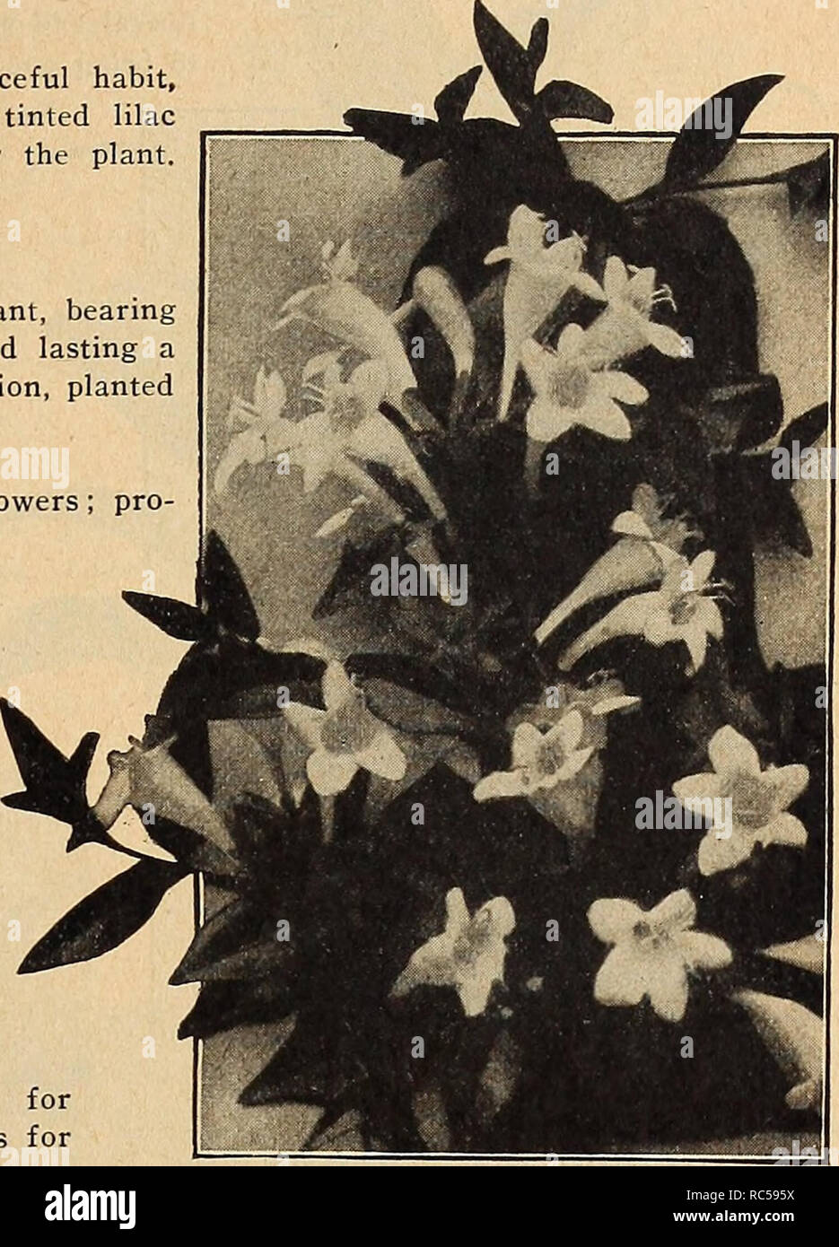 . Dreer's mid-summer list 1919. Flowers Seeds Catalogs; Fruit Seeds Catalogs; Vegetables Seeds Catalogs; Nurseries (Horticulture) Catalogs; Gardening Equipment and supplies Catalogs. SELECT LIST OF SEASONABLE Garden and House Plants ABELIA Chinensis Grandiflora. A choice, small, hardy Shrub of graceful habit, producing through the entire summer and fall months white tinted lilac heather-like flowers in such abundance as to completely cover the plant. 50 cts. each. AGAPANTHUS Umbellatus (Blue Lily of the Nile). A splendid ornamental plant, bearing clusters of bright, blue flowers on 3-foot long Stock Photo