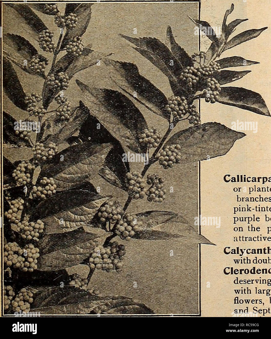 Dreer S Mid Summer List 1917 Flowers Seeds Catalogs Fruit Seeds Catalogs Vegetables Seeds Catalogs Nurseries Horticulture Catalogs Gardening Equipment And Supplies Catalogs Pot Grown Choice Hardy Shrubs For Summer Planting Why Wait Until Dreer S Mid Summer List 1917 Flowers Seeds Catalogs Fruit Seeds Catalogs Vegetables Seeds Catalogs Nurseries Horticulture Catalogs Gardening Equipment And Supplies Catalogs Pot Grown Choice Hardy Shrubs For Summer Planting Why Wait Until