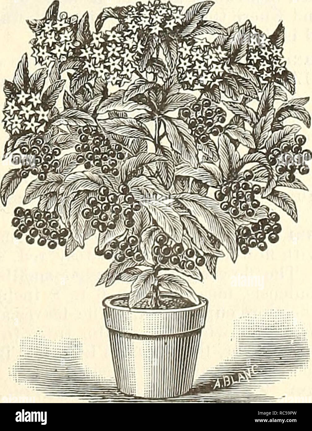 . Dreer's mid-summer list : strawberry, celery and other seasonable plants, seeds etc. July 1894 August. Bulbs (Plants) Catalogs; Flowers Seeds Catalogs; Fruit Seeds Catalogs; Vegetables Seeds Catalogs; Nurseries (Horticulture) Catalogs. Alocasia Macrorhiza Variegata. A strictly handsome ornamental leaved plant, foliage nearly as large as Caladium Esculentum, light green, broadly splashed with white. Its easy growth, combined with rich variegation, makes this one of the most valuable decorative plants. 50 cts to $1.00 each. Ardisia Crenulata. A very ornamental greenhouse plant, with dark everg Stock Photo