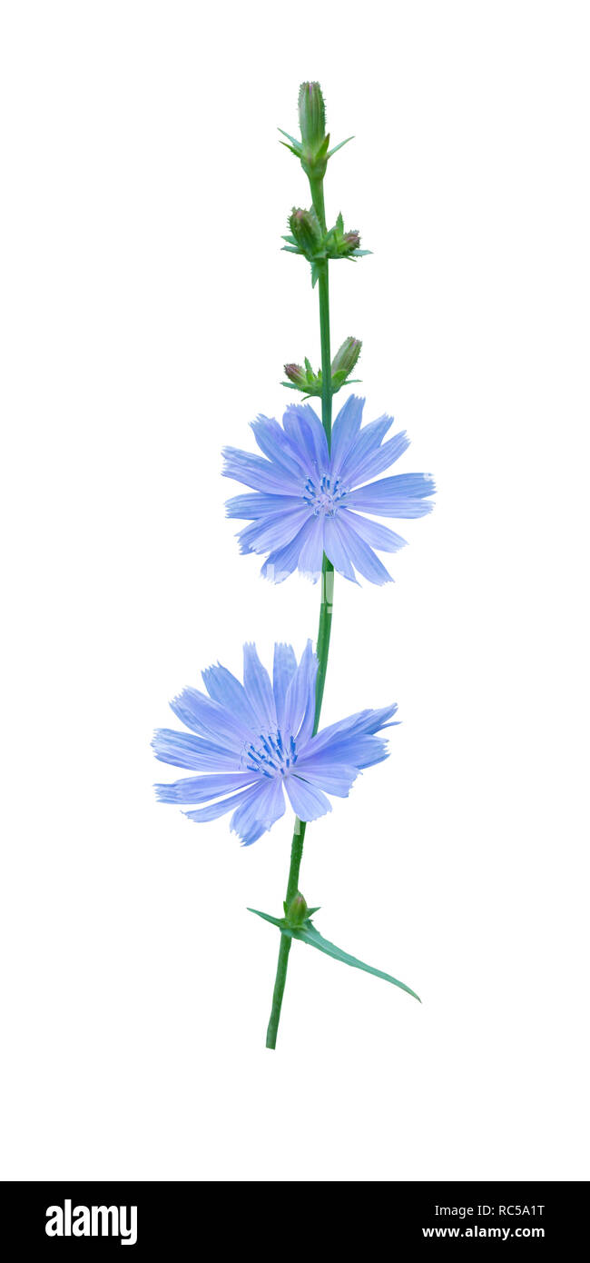 Chicory flowers isolated on white. Coffee substitute plant. Stock Photo