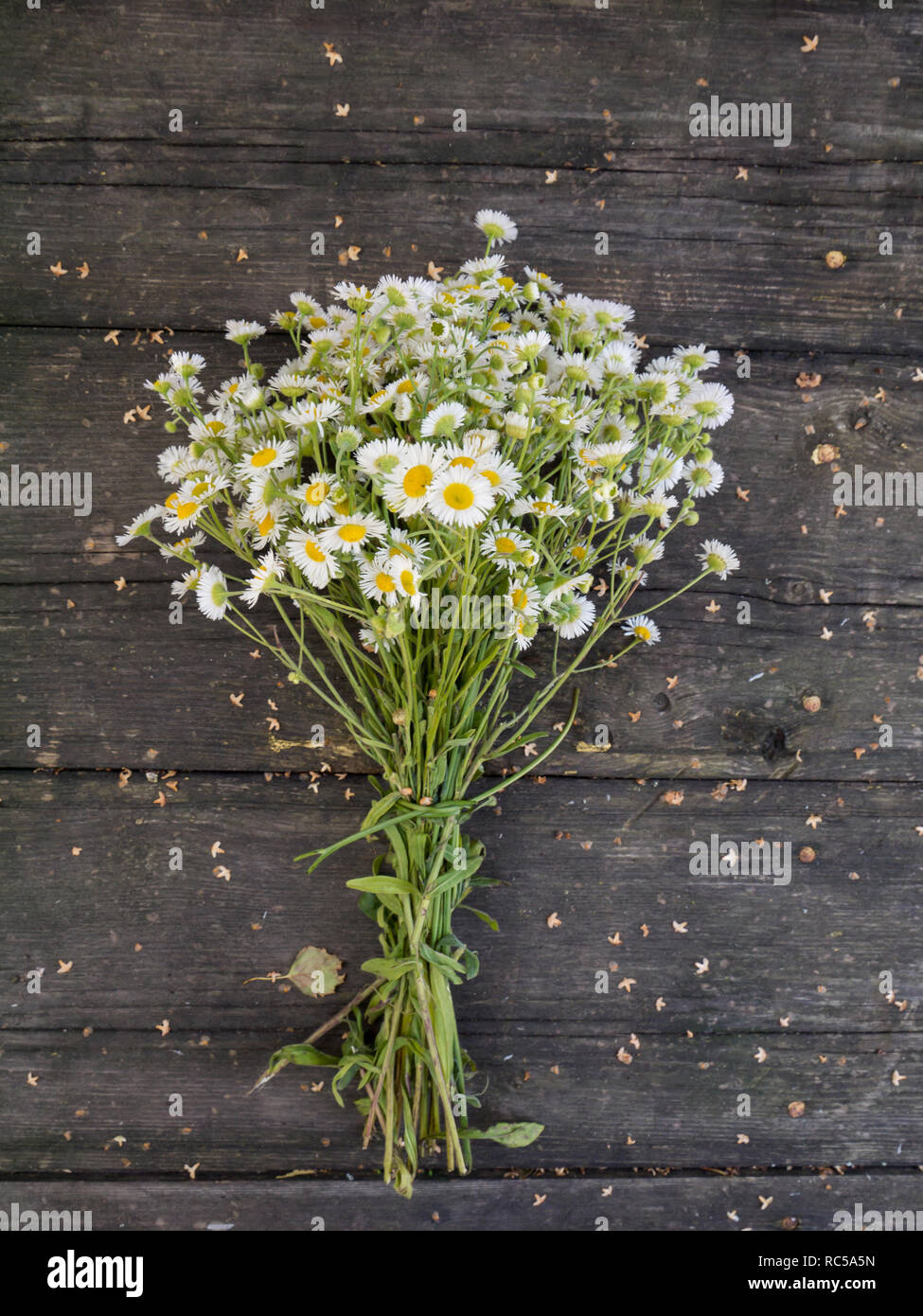 Daisy white yellow-eye flowers bouquet on the old dark weathered wooden planks Stock Photo