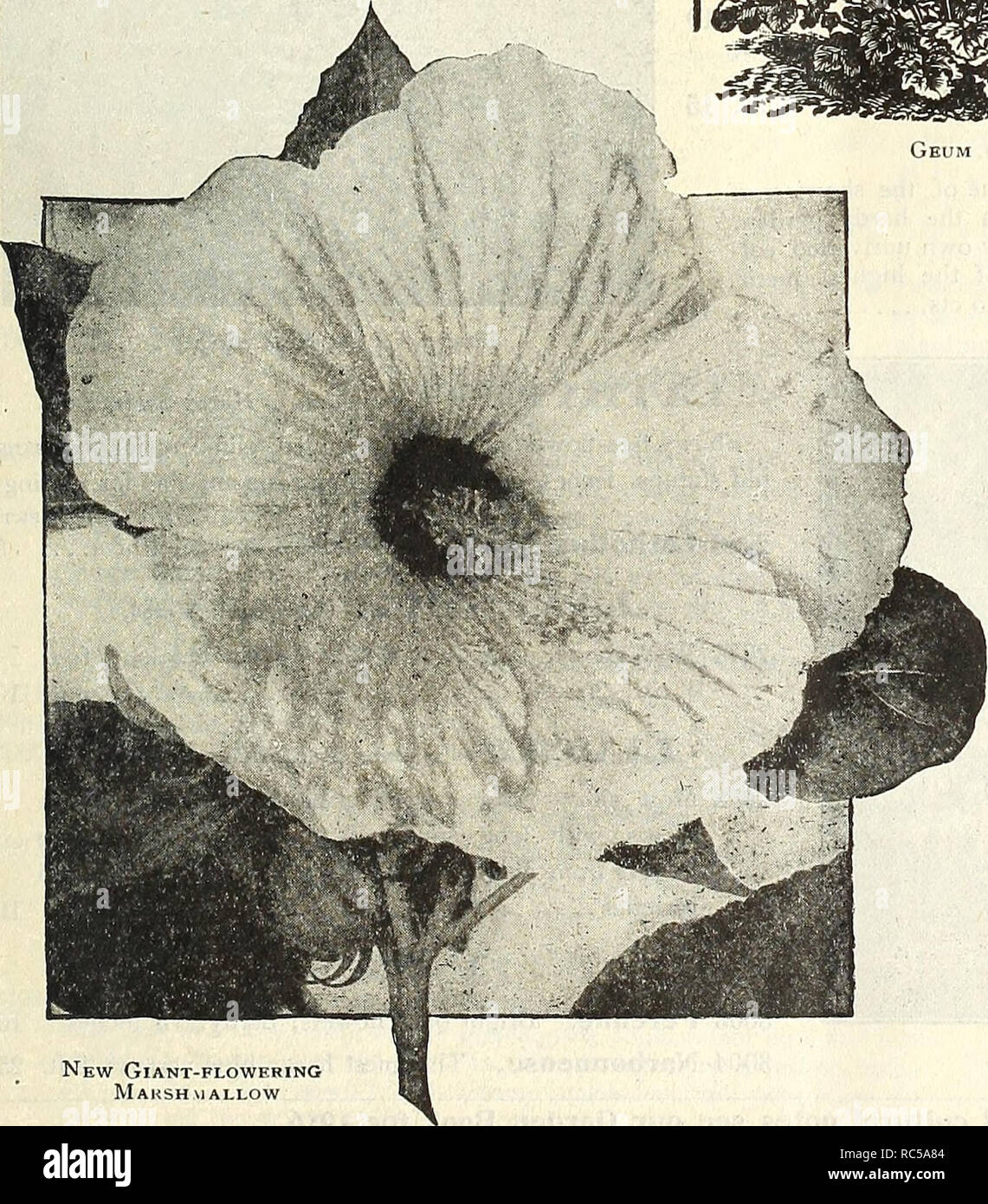 Dreer's garden book 1916. Seeds Catalogs; Nursery stock Catalogs