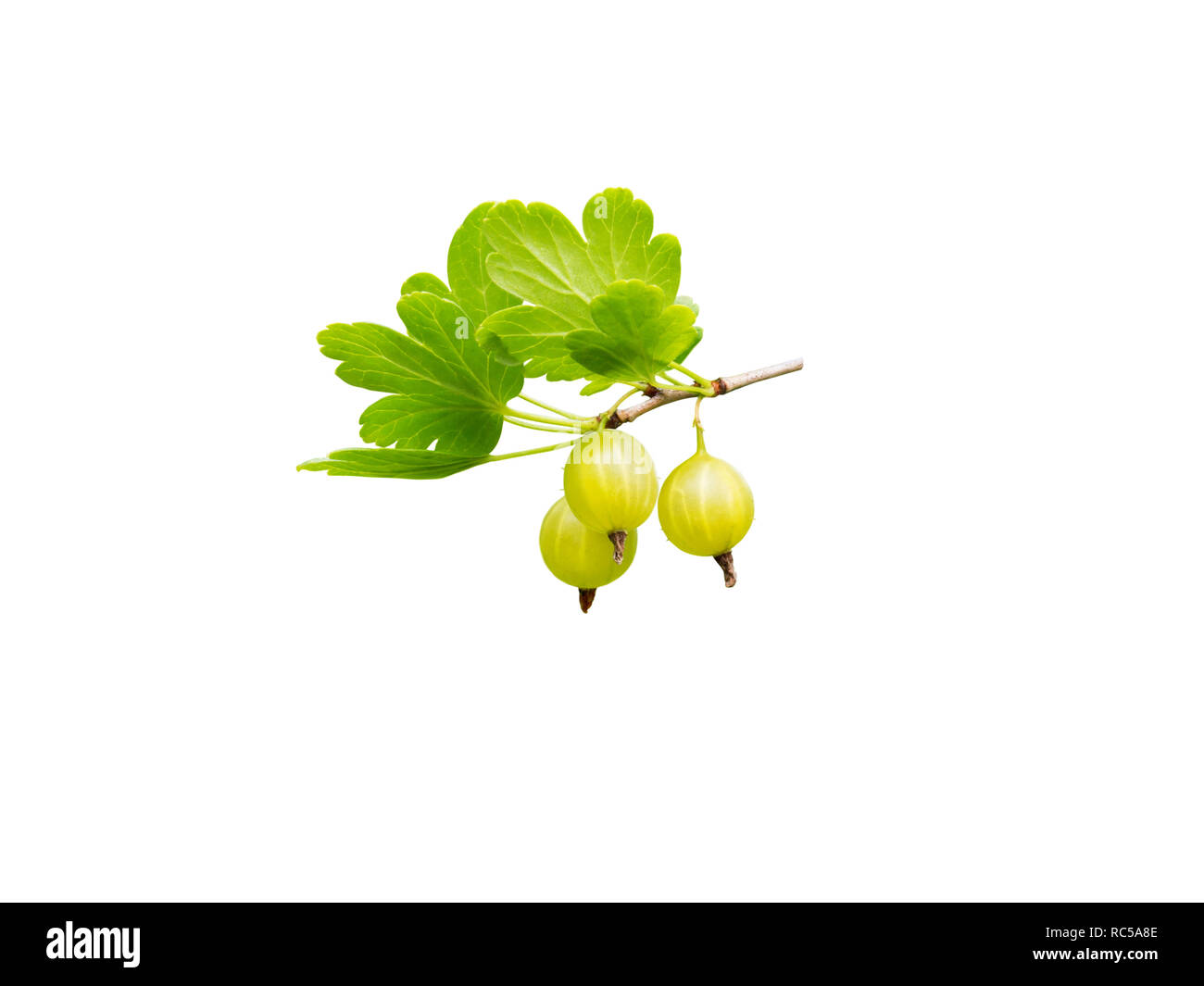 Gooseberry ripe yellow berries and green leaves isolated on white. Stock Photo