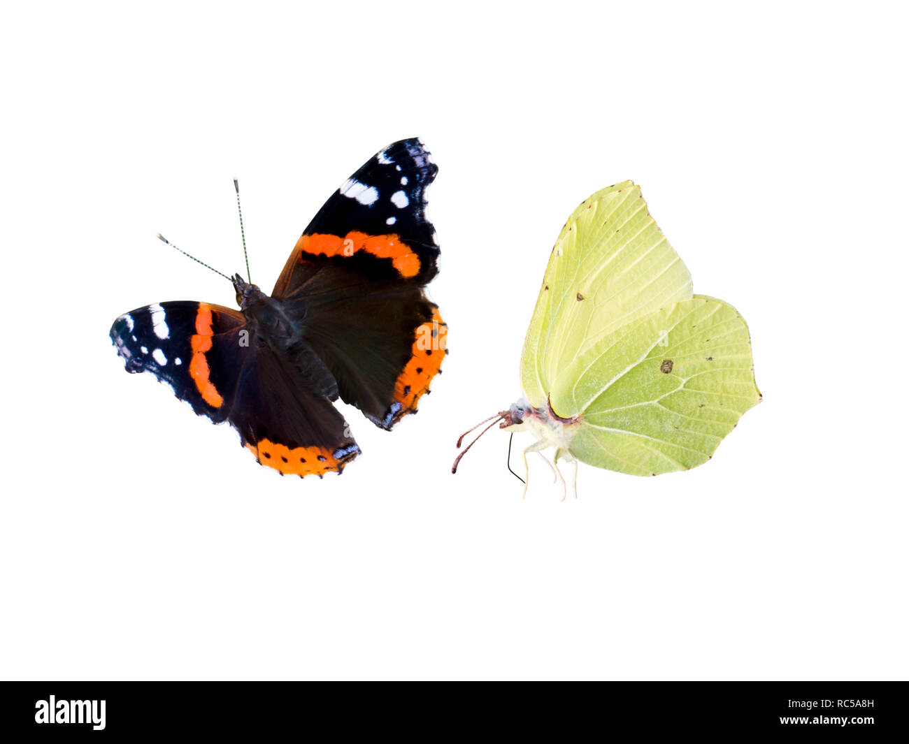 Common brimstone and red admiral butterflies isolated on white. Gonepteryx rhamni and Vanessa atalanta. Stock Photo