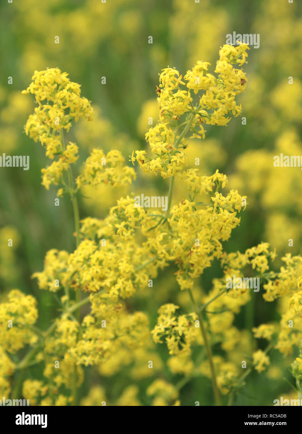Lovely yellow background of Galium verum flowers , also known as Ladys bedstraw. Growing outdoors in a natural situation. Stock Photo