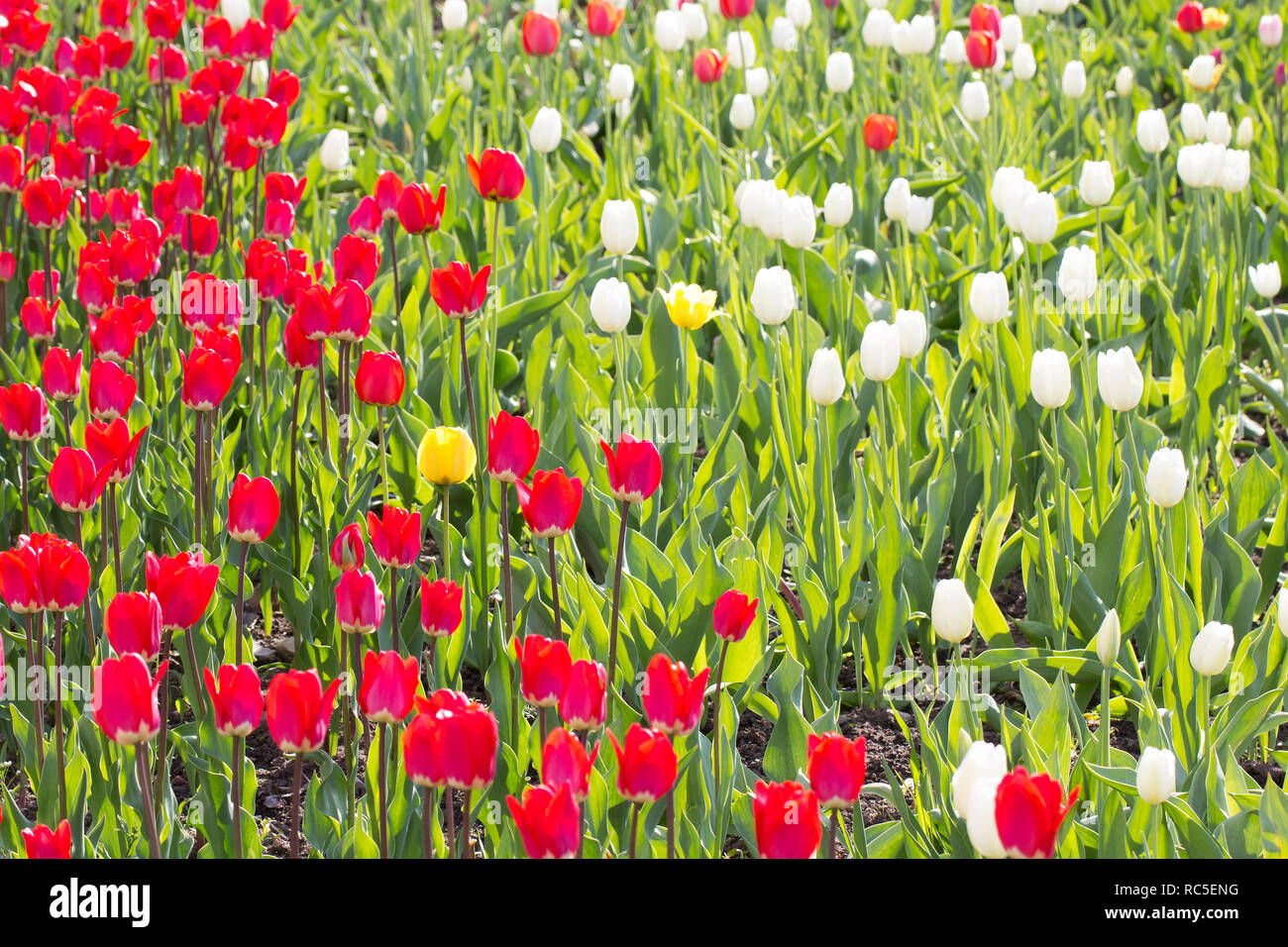 Red and white tulips on the flower bed Stock Photo - Alamy