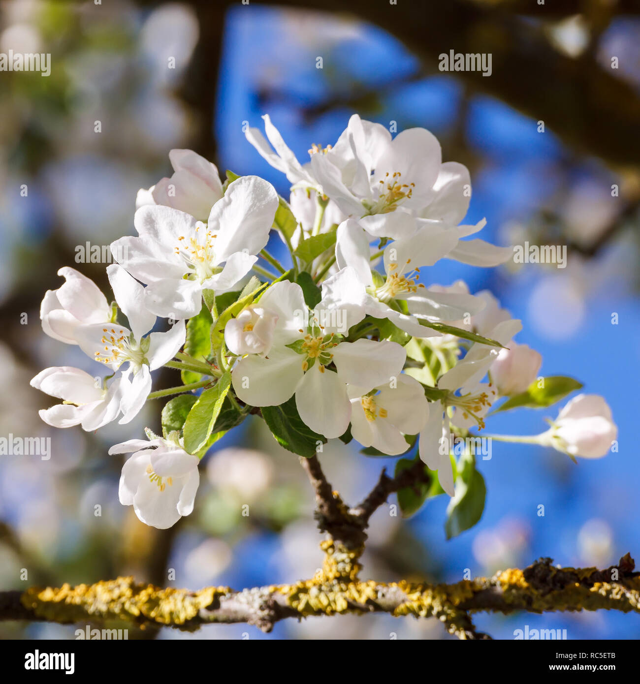 Inflorescence of apple flowers at spring Stock Photo Alamy