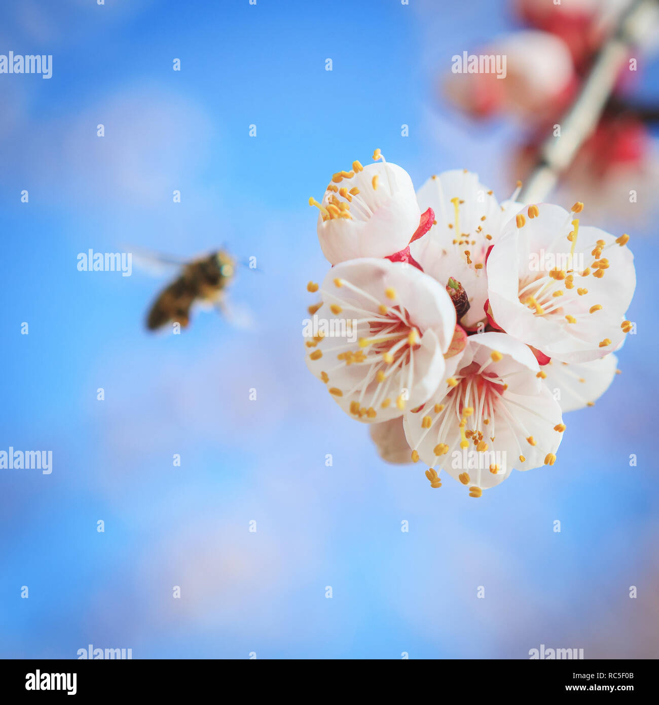 Pollination of apricot trees at spring Stock Photo Alamy