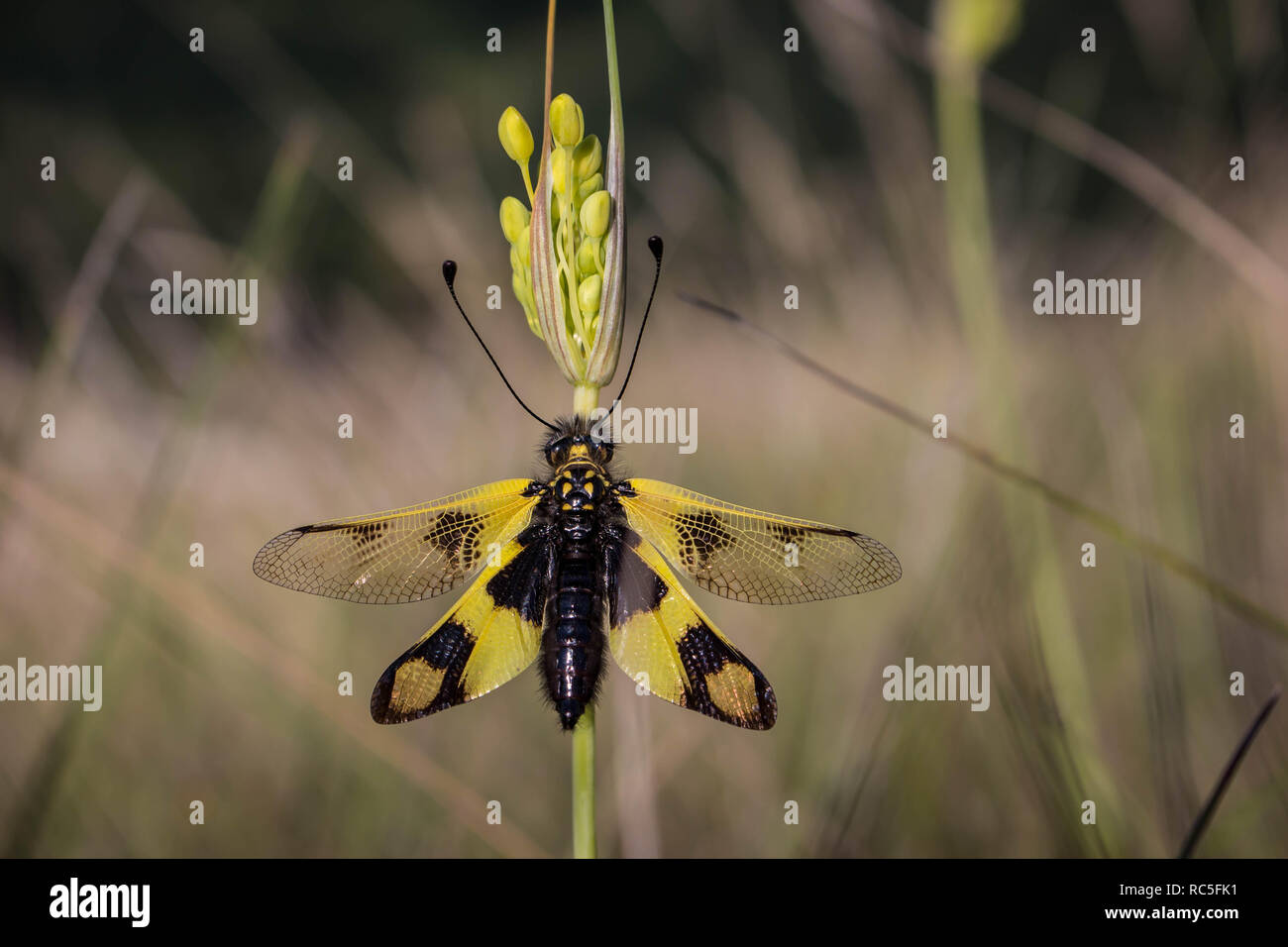 single yellow black insect - Libelloides macaronius Stock Photo