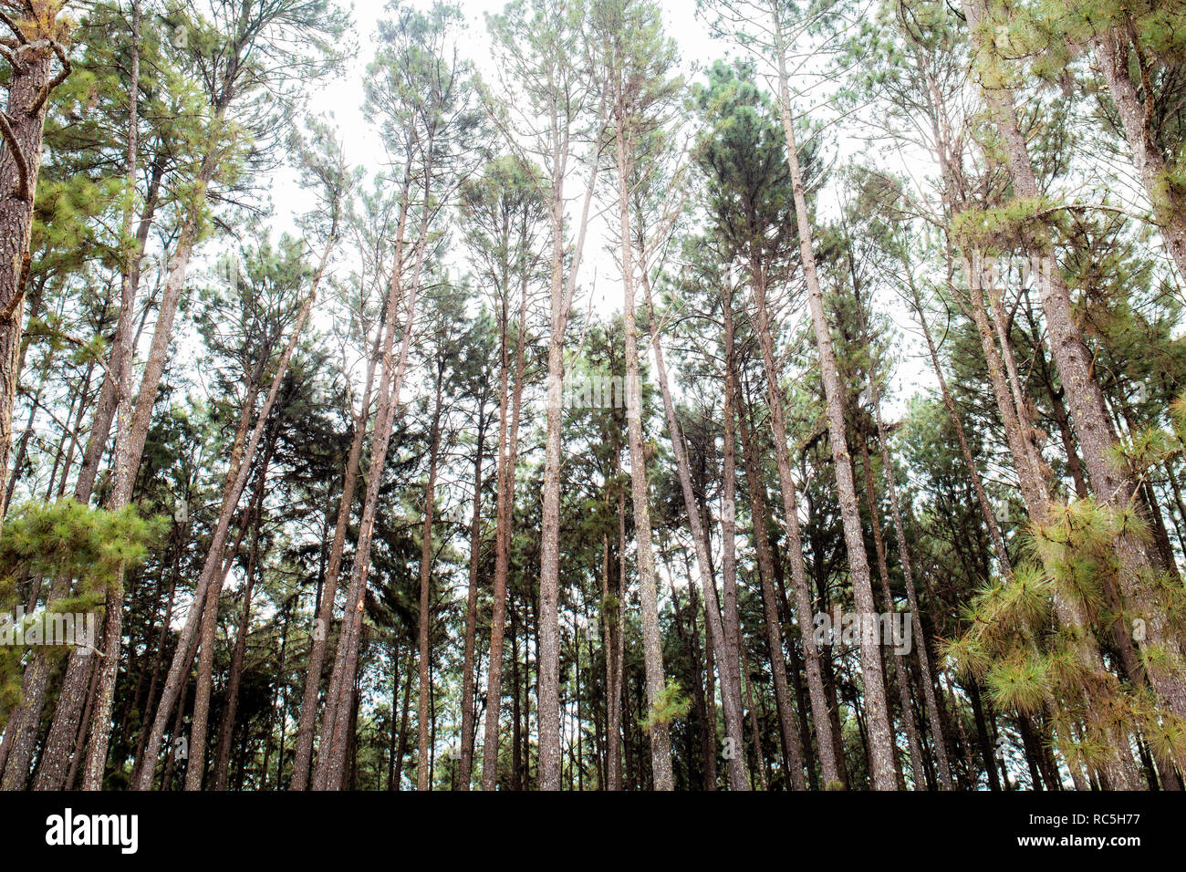 Pine tree at the sky with sunlight Stock Photo - Alamy