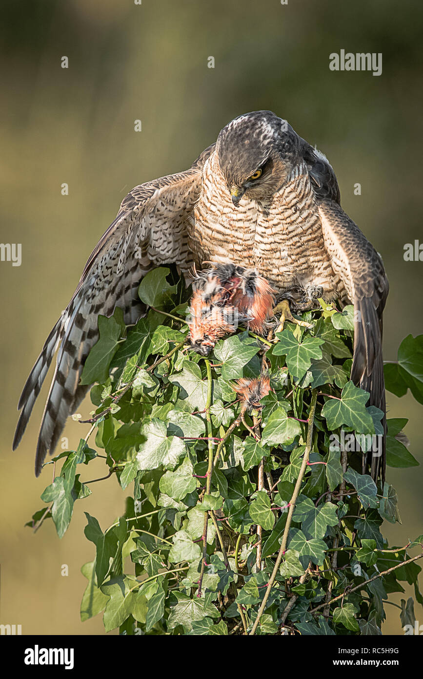 A female sparrowhawk perched on top of an ivy covered post with its prey. It is looking down and a wing is spread to cover the prey and taken in an up Stock Photo