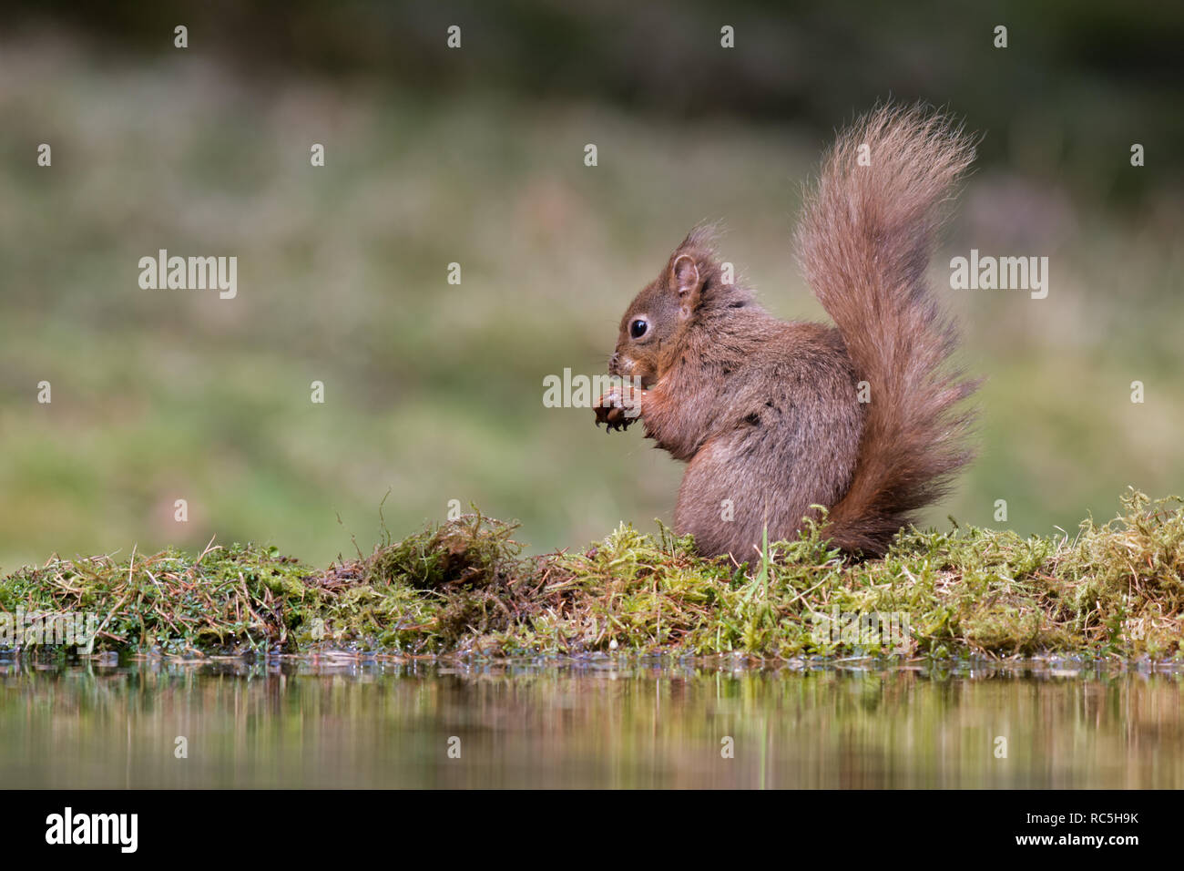 A red squirrel sitting by the edge of a pool eating. Taken at a low level it shows a slight reflection in the water Stock Photo