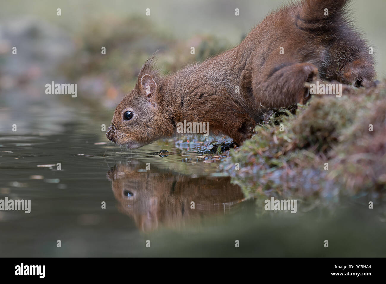 A close up of a red squirrel by the waters edge taking a drink with its reflection in the water. Taken at a low level Stock Photo