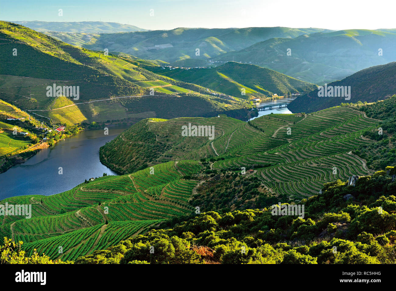 Scenic view of  a green river valley with wine terraces and vinyards Stock Photo