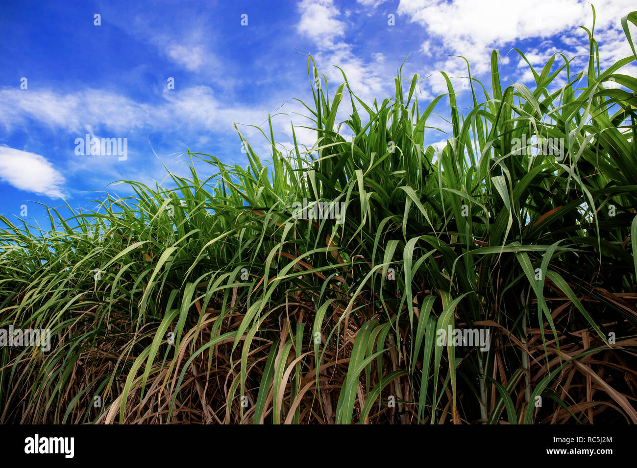 Sugarcane on field with the beautiful at blue sky Stock Photo Alamy