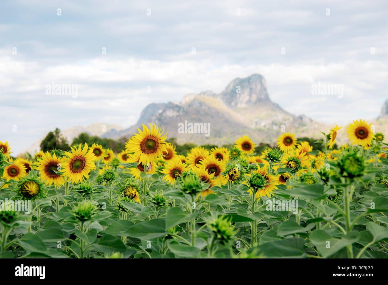 Sunflower in field with the beautiful at sky Stock Photo - Alamy