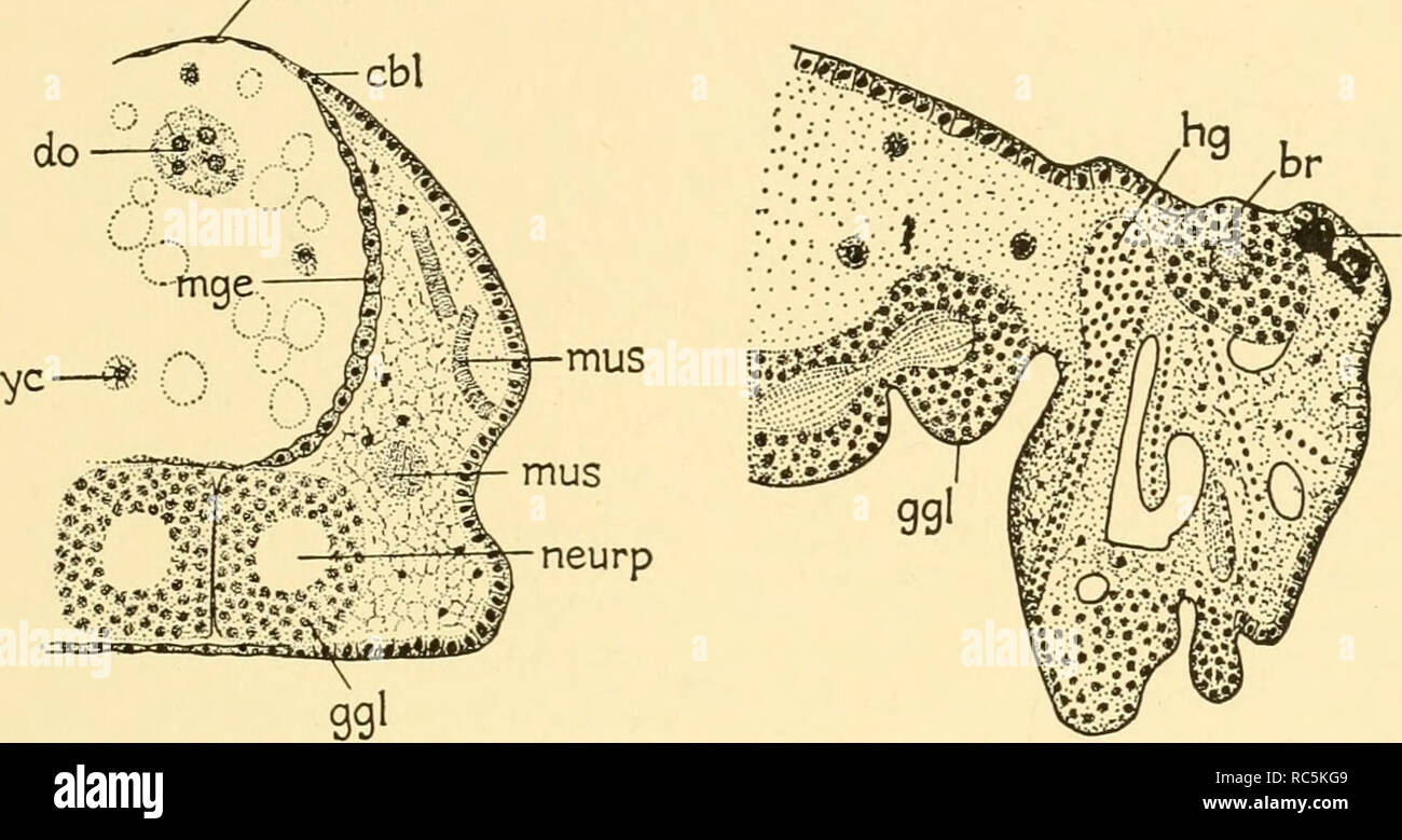 . Embryology of insects and myriapods; the developmental history of ...