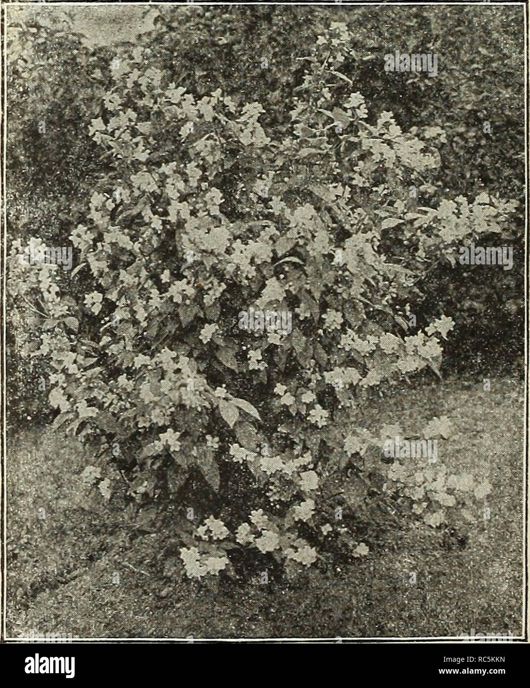 . Dreer's mid-summer catalogue 1916. Flowers Seeds Catalogs; Fruit Seeds Catalogs; Vegetables Seeds Catalogs; Nurseries (Horticulture) Catalogs; Gardening Equipment and supplies Catalogs. Japanese Maples Ligustrum Ovalifolium Aureum (Golden-leaved Privet). A beautiful golden variegated form and very effec- tive for associating with other dwarf shrubs, 35 cts. each, Lonicera Tatarica {Tartarian Honeysuckle.) .Pink flowers, contrasting beautifully with the foliage; blooms in June. 35 cts. each. — Virginalis alba. A creamy white-colored variety of the above, flowering during May and June. 35 cts. Stock Photo