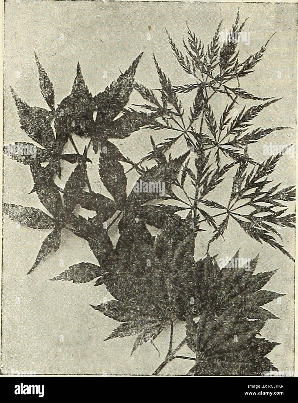 . Dreer's mid-summer catalogue 1916. Flowers Seeds Catalogs; Fruit Seeds Catalogs; Vegetables Seeds Catalogs; Nurseries (Horticulture) Catalogs; Gardening Equipment and supplies Catalogs. 32 HENRY A. DREER, PHILADELPHIA—HARDY SHRUBS. Japanese Maples Ligustrum Ovalifolium Aureum (Golden-leaved Privet). A beautiful golden variegated form and very effec- tive for associating with other dwarf shrubs, 35 cts. each, Lonicera Tatarica {Tartarian Honeysuckle.) .Pink flowers, contrasting beautifully with the foliage; blooms in June. 35 cts. each. — Virginalis alba. A creamy white-colored variety of the Stock Photo