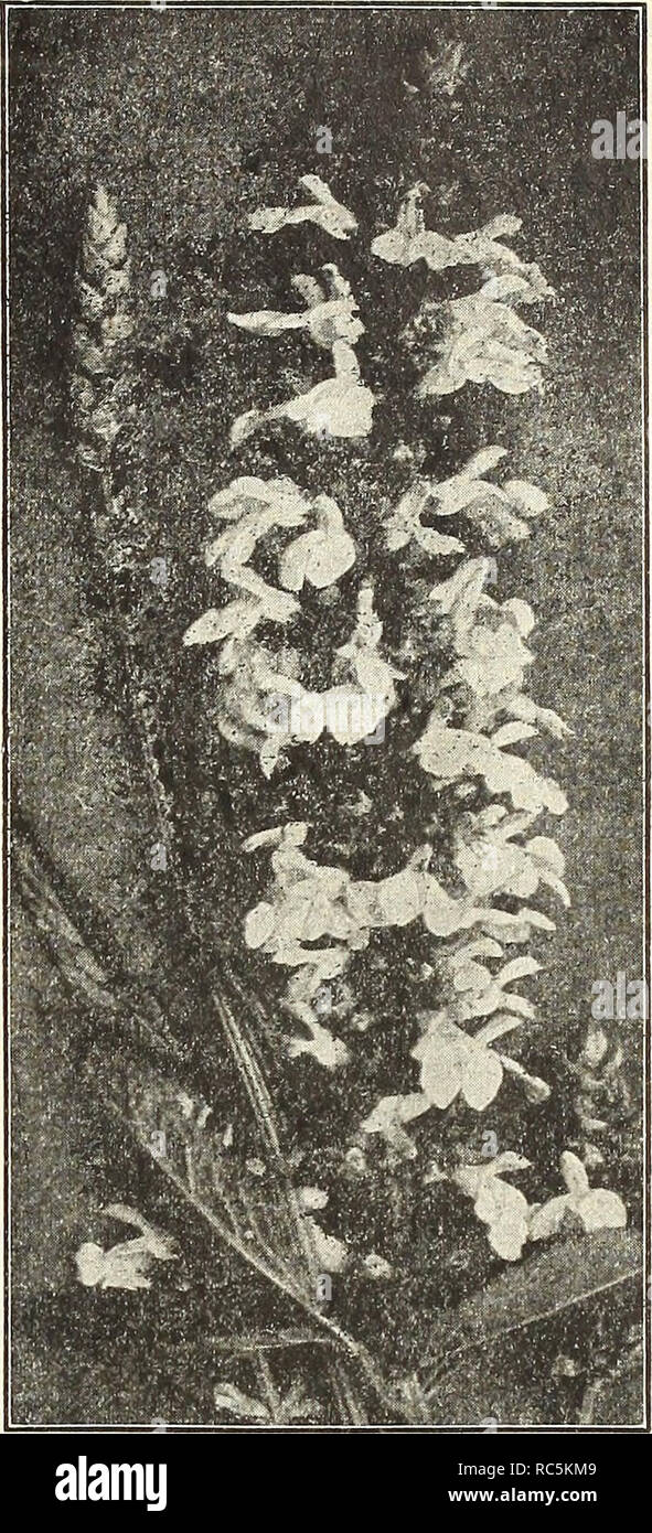 . Dreer's mid-summer catalogue 1916. Flowers Seeds Catalogs; Fruit Seeds Catalogs; Vegetables Seeds Catalogs; Nurseries (Horticulture) Catalogs; Gardening Equipment and supplies Catalogs. PVRETHRUM UlIGINOSDM STELLATA (Upper flower) New Salvia Uliginosa RIJDBECKIA (Cone-flower). Indispensable plants for the hardy border; grow and thrive anywhere, giving a wealth of bloom, which are well suited for cutting. &quot; Golden Glow.&quot; A well-known popular plant, a strong, rubust grower, attaining a height of 5 to 6 feet, and produces masses of double golden-yellow Cactus Dahlia-like flowers from  Stock Photo