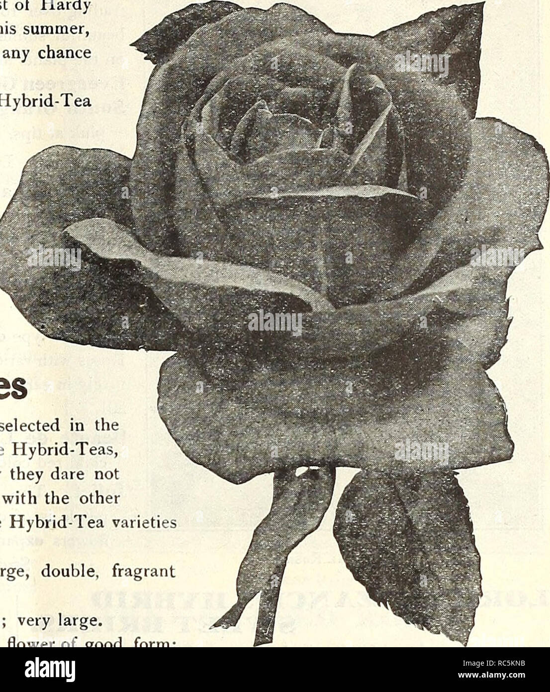 Dreer S Mid Summer Catalogue 1916 Flowers Seeds Catalogs Fruit Seeds Catalogs Vegetables Seeds Catalogs Nurseries Horticulture Catalogs Gardening Equipment And Supplies Catalogs Pot Grown Garden Roses For Mid Summer Planting We Offer On This