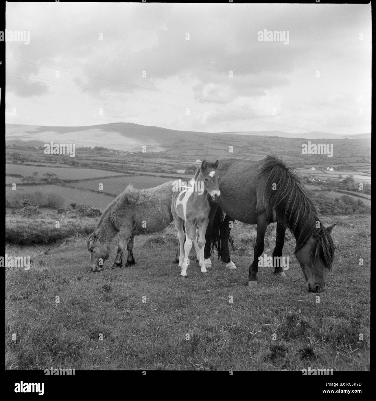 Wild ponies grazing, Cornwall, 1967-1970. Creator: Eileen Deste. Stock Photo