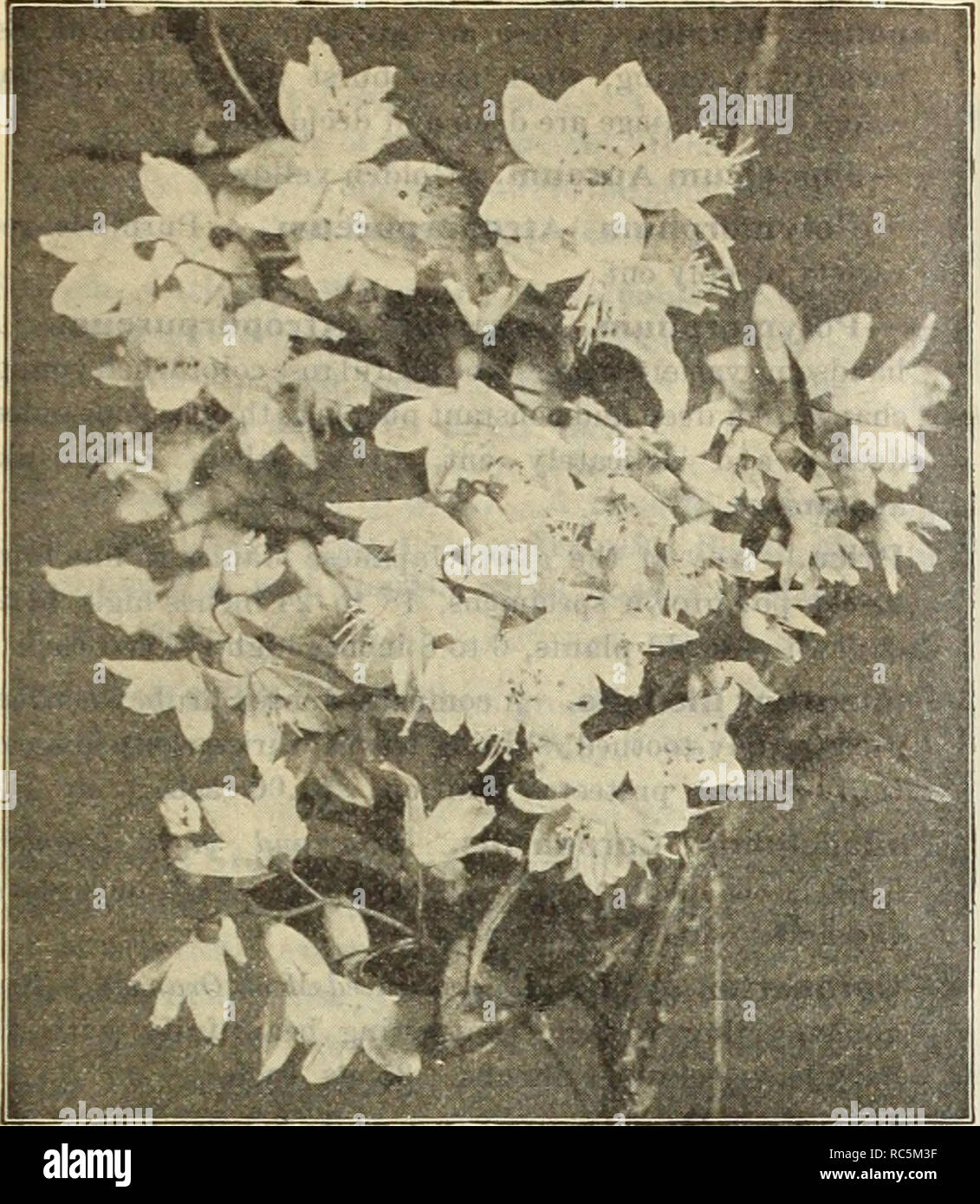 . Dreer's mid-summer catalogue 1914. Flowers Seeds Catalogs; Fruit Seeds Catalogs; Vegetables Seeds Catalogs; Nurseries (Horticulture) Catalogs; Gardening Equipment and supplies Catalogs. HENRY A. DREER, PHILADELPHIA-HARDY SHRUBS 38. DEUTZIA LEMOINEI Desmodium Penduliflorum. A Shnib which dies to the ground in winter, but comes up vigorously in spring, throwing up shoots 3 to 4 feet high, which hear during September attractive sprays of bright rose-colored pea- shaped flowers. 35 cts. each. Deutzia Gracilis. A favorite dwarf bush, covered with spikes of pure white flowers in early summer. 35 c Stock Photo