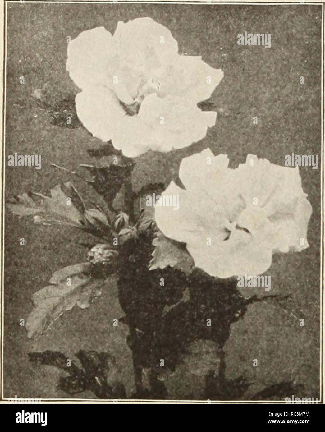 . Dreer's mid-summer catalogue 1913. Flowers Seeds Catalogs; Fruit Seeds Catalogs; Vegetables Seeds Catalogs; Nurseries (Horticulture) Catalogs; Gardening Equipment and supplies Catalogs. Pot-Grown Choice Hardy Shrubs FOR SUMMER PLANTING. ALTHEA (Rose of Sharon) Abelia. Chlnensls Qrandlflora. A choice small Shrub of (jraceful habit, producinsr throuKh the entire summer and fall months white tinted lilac heather-like flowers in such abundance as to com- pletely cover the plant. 30 cts. each; $3.00 per doz. WilV wait until late in the fall or possibly until next spring to plant shrubbery when yo Stock Photo