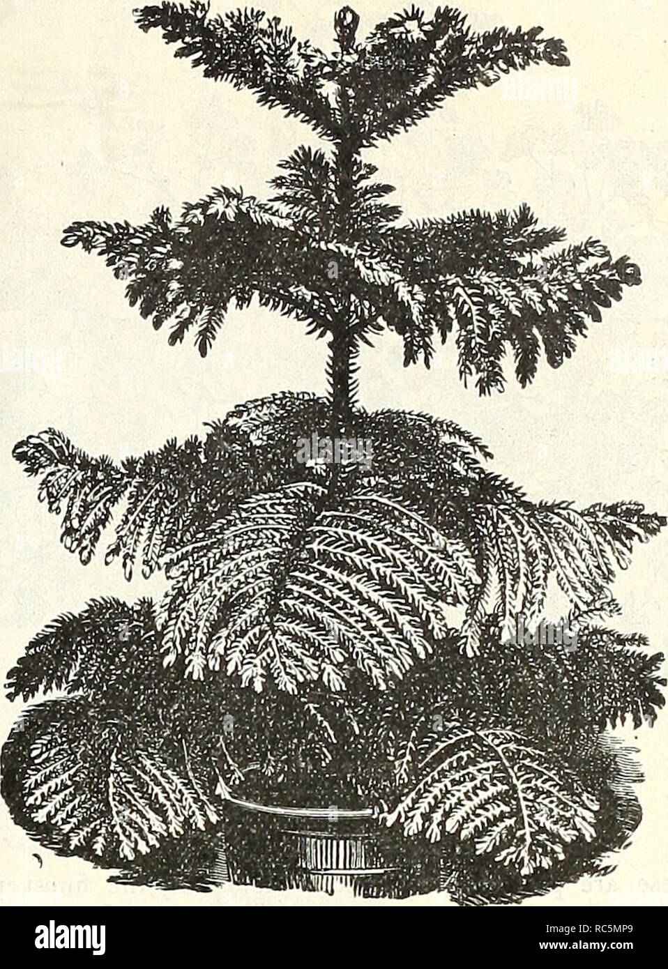 . Dreer's mid-summer catalogue 1905. Flowers Seeds Catalogs; Fruit Seeds Catalogs; Vegetables Seeds Catalogs; Nurseries (Horticulture) Catalogs; Gardening Equipment and supplies Catalogs. ASPARAGUS PLUMOSUS COMPACTUS ARAUCARIA KXCEI.SA Ardisia Crennlata. A very ornamental greenhouse plant, with dark evergreen foliage, producing clusters of brilliant red berries ; 25 els. and 50 cts. each. Aspidistra. Lurida. A very useful and durable decorative plant of strong growth ; will succeed in any position ; an excellent hall or corridor plant. 50 cts., 75 cts. and ^l.oo each. ^^ Lurida Variegata. A pr Stock Photo