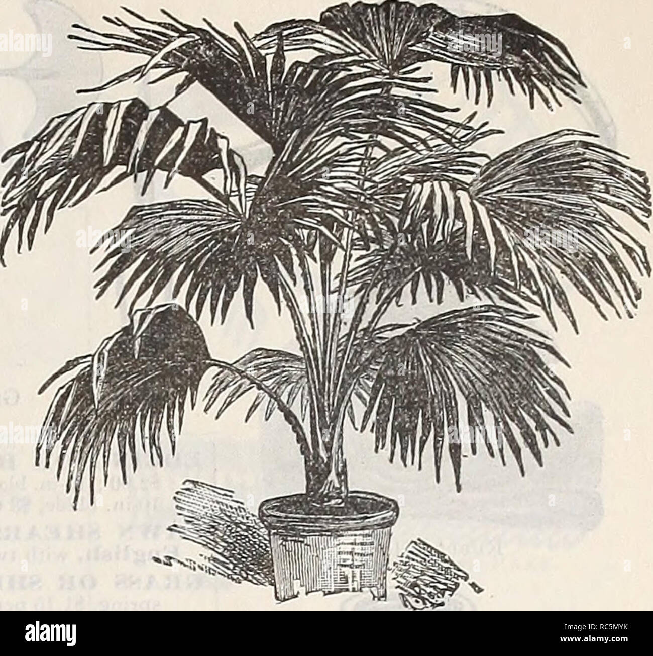 . Dreer's mid-summer catalogue 1900 : pot grown strawberry plants seasonable plants seeds &amp; sundries. Flowers Seeds Catalogs; Fruit Seeds Catalogs; Vegetables Seeds Catalogs; Nurseries (Horticulture) Catalogs. DREER'S MID-SUMMER CATALOGUE. 21 LATANIA BORBONICA (Chinese Fan Palm). This popular variety is too well known to require description. We grow them in immense quantities. 3-in. pots, 4 to 5 leaves, 12 in. high $ 25 each 4 &quot; 5 to 6 &quot; 15 &quot; 50 &quot; 5 &quot; 6 &quot; 15 &quot; 1 00 &quot; 6 &quot; 6 &quot; 20 &quot; 1 50 &quot; 7 &quot; 6 to 7 &quot; 24 &quot; 2 50 &quot; Stock Photo