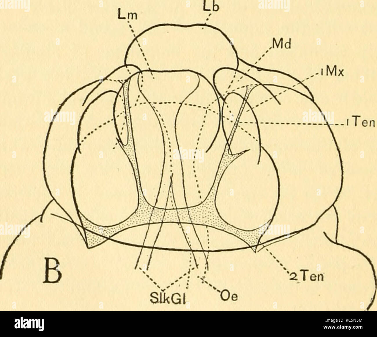 . The embryology of the honey bee. Honeybee; Bees. RAP '-—2 Ten. Fig. 69. A, side view of the head of an embryo, Stage XI, drawn in outline, showing two of the four invaginations which form the tentorium (iTen, 2Ten), and also the one of two invaginations which form the mandibular apodemes (RAp), x 243. B, ventral view of the head of a larva about three days old, treated with caustic potash, showing the form and relations of the tentorium (iTen, 2Tcn), x 200.. Please note that these images are extracted from scanned page images that may have been digitally enhanced for readability - coloration Stock Photo
