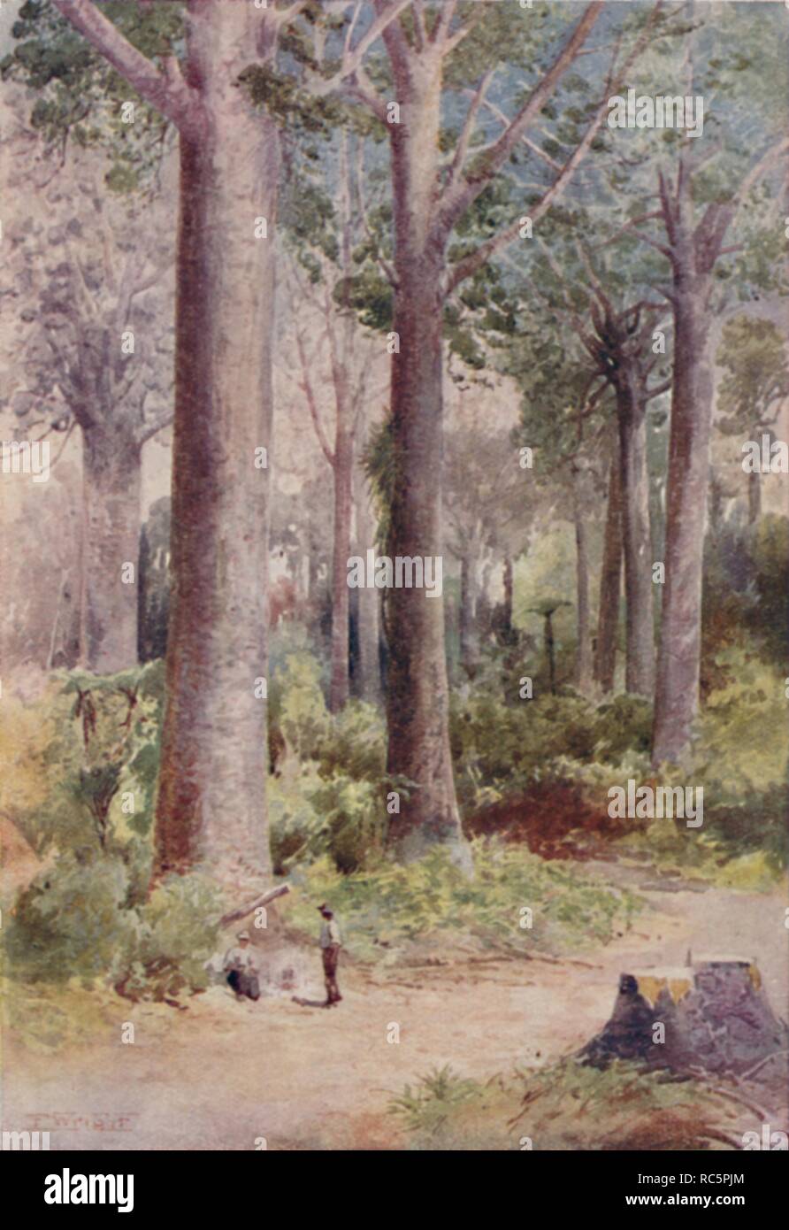 'A Kauri Forest', 1923. Creator: Unknown. Stock Photo
