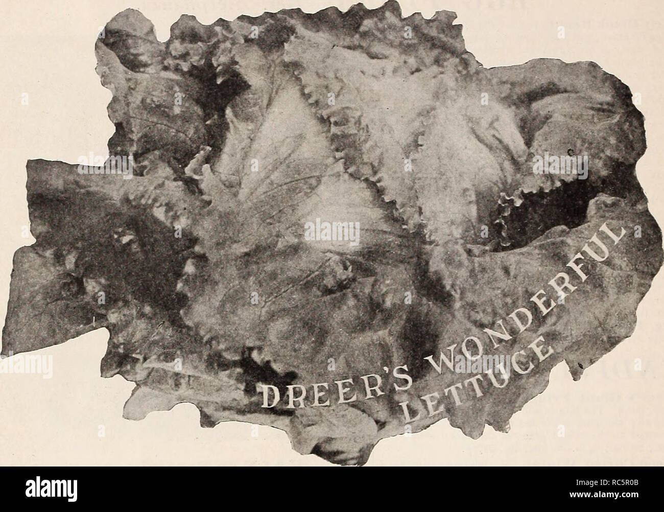 Dreer S Market Gardeners Wholesale Price List Vegetable