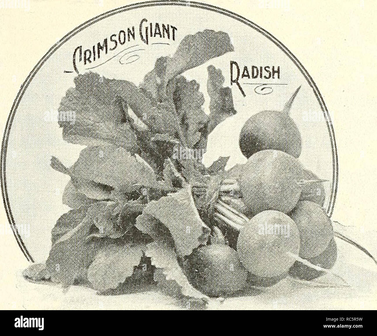 Dreer S Market Gardeners Wholesale Price List Vegetable