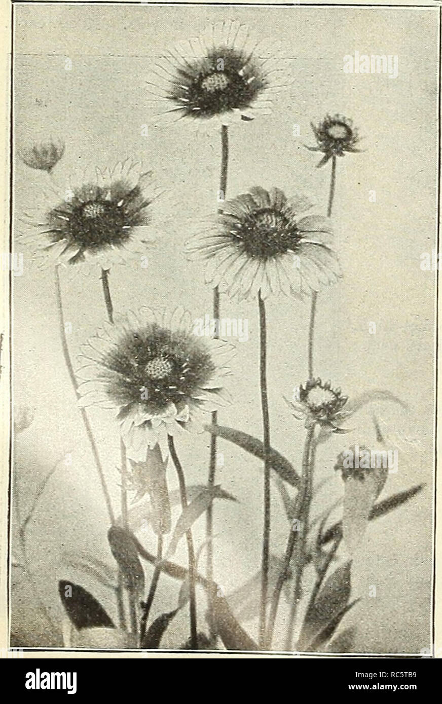 . Dreer's garden calendar : 1903. Seeds Catalogs; Nursery stock Catalogs; Gardening Equipment and supplies Catalogs; Flowers Seeds Catalogs; Vegetables Seeds Catalogs; Fruit Seeds Catalogs. Euphorbia Corollata.. Gaillardia Grandiflora. GALEGA (Goat's Rue). Officinalis. A useful border plant, producing showy racemes of rosy-purple flowers in great profusion during July and Aug- ust: height, 2 feet. Officinalis Alba. A white- flowered form of the above. 15 cts. each; §1.50 per doz. GAILLARDIA. Grandiflora. One of the show- iest and most effective hardy plants; beginning to flower in June, they c Stock Photo