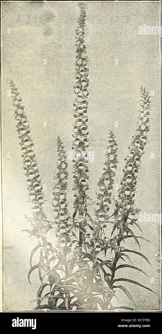 . Dreer's garden calendar : 1903. Seeds Catalogs; Nursery stock Catalogs; Gardening Equipment and supplies Catalogs; Flowers Seeds Catalogs; Vegetables Seeds Catalogs; Fruit Seeds Catalogs. &quot;* lUl! &quot;HEMRTADREER 4&gt;HllADELPHiA-RA ^Sf HARDY PERENNIAL PLANTS DELPHINIUMS Hardy Larkspur). The hardy Larkspurs are one of the most important and most satisfactory plants in the herbaceous garden, and should be planted extensively even in the smallest garden. Their long spikes of flowers are produced continuously from June until late in the fall, if the pre- caution is taken to remove the flo Stock Photo