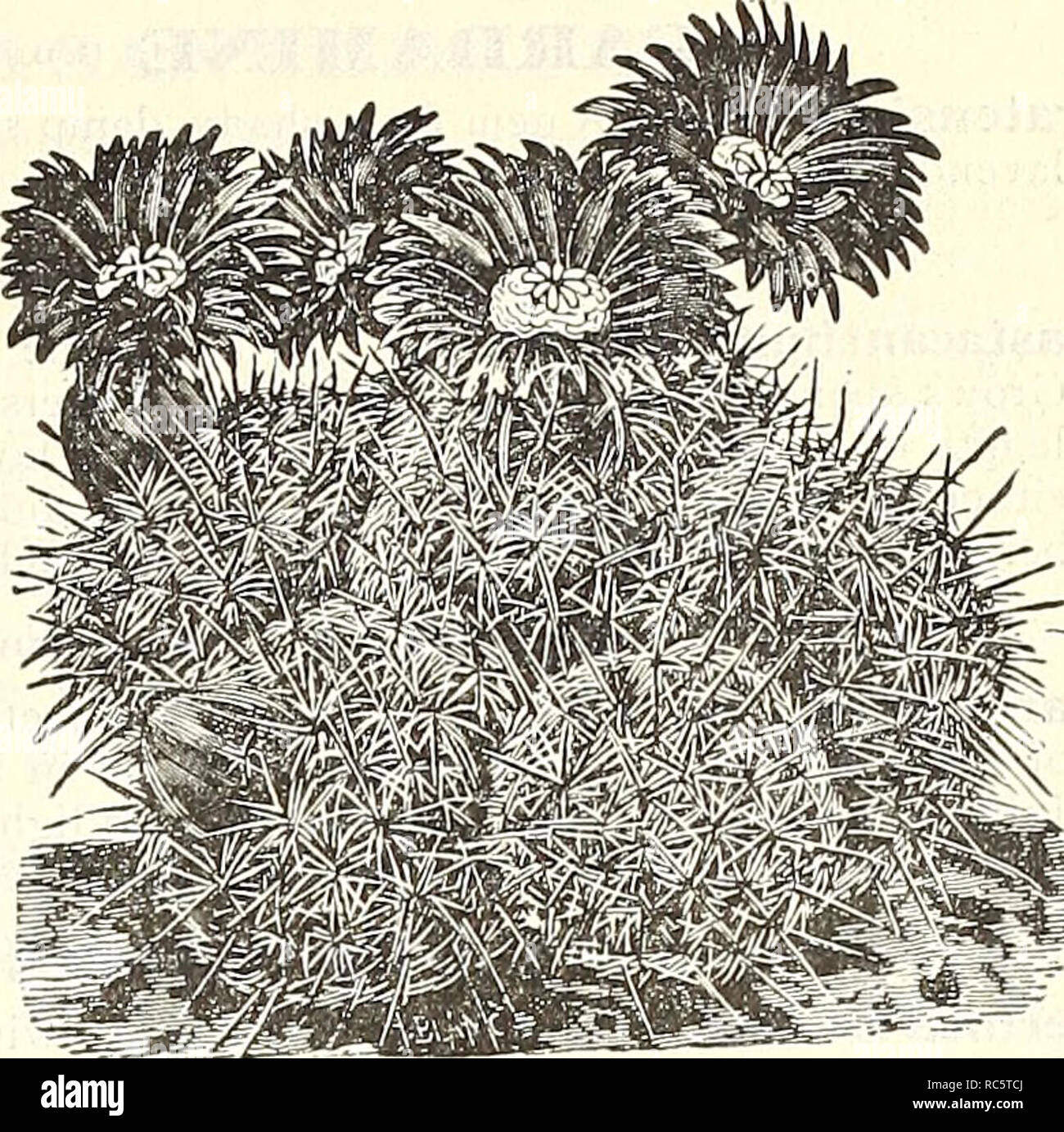 . Dreer's garden calendar : 1903. Seeds Catalogs; Nursery stock Catalogs; Gardening Equipment and supplies Catalogs; Flowers Seeds Catalogs; Vegetables Seeds Catalogs; Fruit Seeds Catalogs. Echinocactus Simpsoni. CALLIRHOE (PoPPy Maiiow). Involucrata. An elegant trailing plant, with finely divided foliage and large saucer-shaped flowers, of deep rosy crimson, with white centres, which are produced during the entire summer months ; trailing over rocks it gives a graceful and gorgeous effect. 15 cts. each ; $1.50 per doz. CALTHA (Marsh Marigold). Palustris. Large bright yellow flowers, produced  Stock Photo