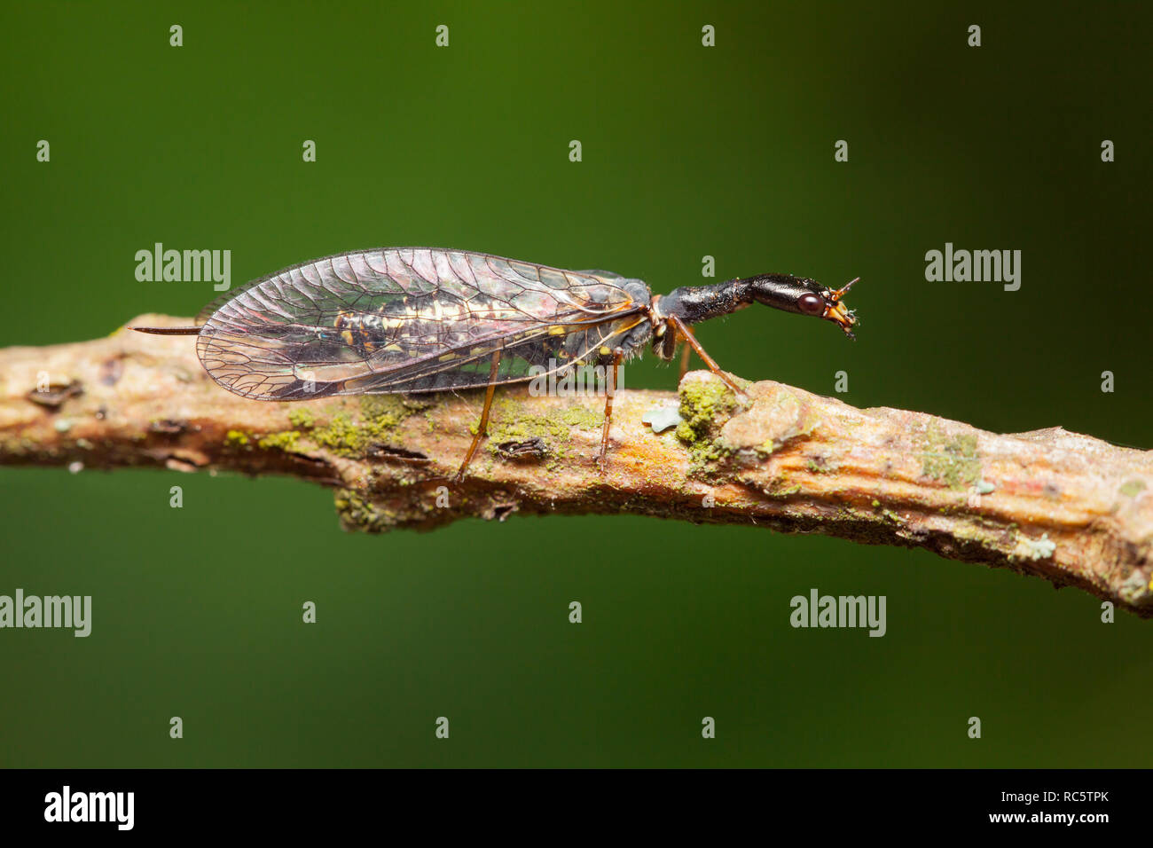 Snakefly Stock Photo
