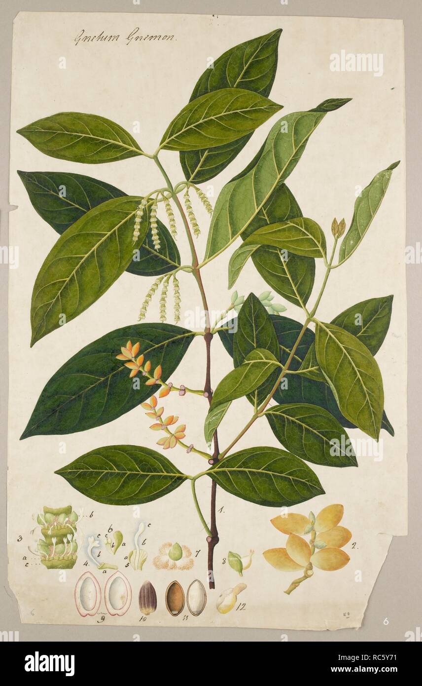 Gnetum gnemon