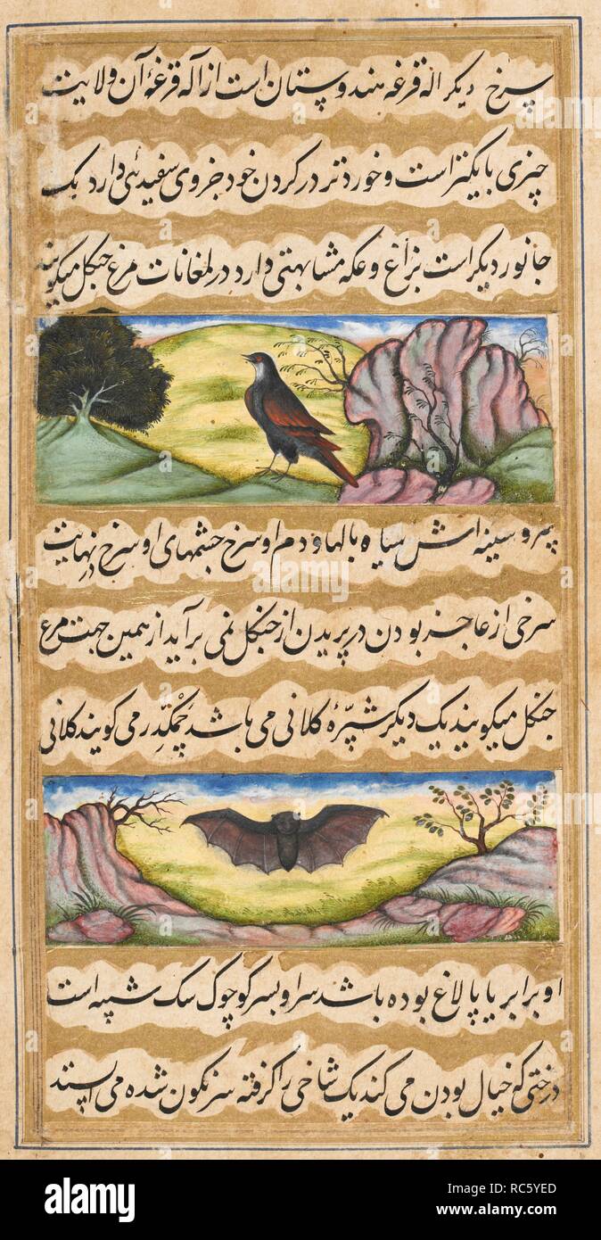 Top - Common coucal â€˜(centropus rubipennis)â€™ (Shankar Gujarati). Below - Great bat (or flying fox) â€˜(pteropus edwardsii)â€™ (Shankar Gujarati). Vaki'at-i Baburi, the Memoirs of Babur, translated from the Turki original by Mirza 'Abd al-Rahim, Khan-i khanan. One hundred and forty-three miniatures (mostly with attributions). c.1590. Opaque watercolour. Mughal style; Mughal/Akbar style. Source: Or. 3714 Vol.4 f.392v. Stock Photo