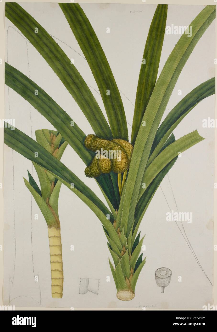 'Freycinetia Sumatrana' Hemsl. (Pandanaceae). c.1824. Watercolour. Source: NHD 48/14. Stock Photo